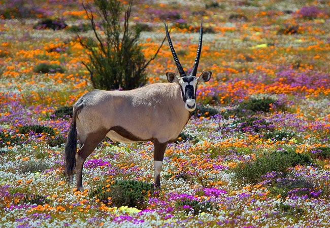 Northern Cape